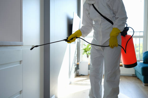 Best Local Mold Removal Service  in Hays, KS