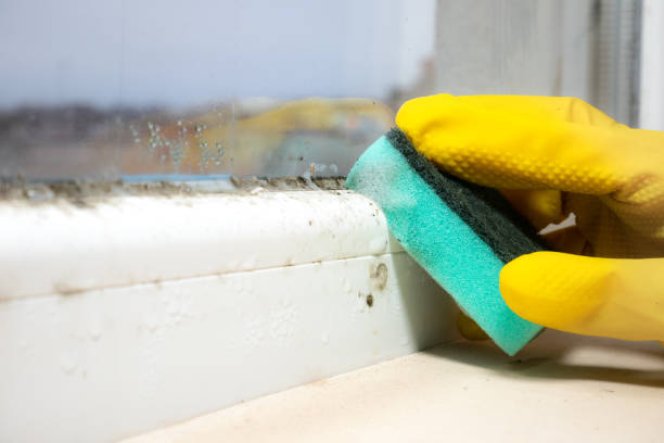 Best Black Mold Removal  in Hays, KS