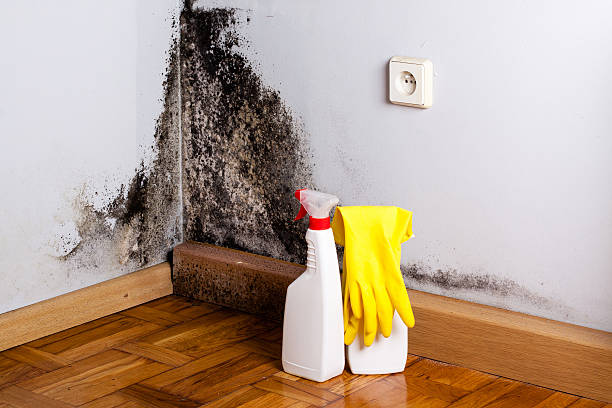 Trusted Hays, KS Mold Removal Experts