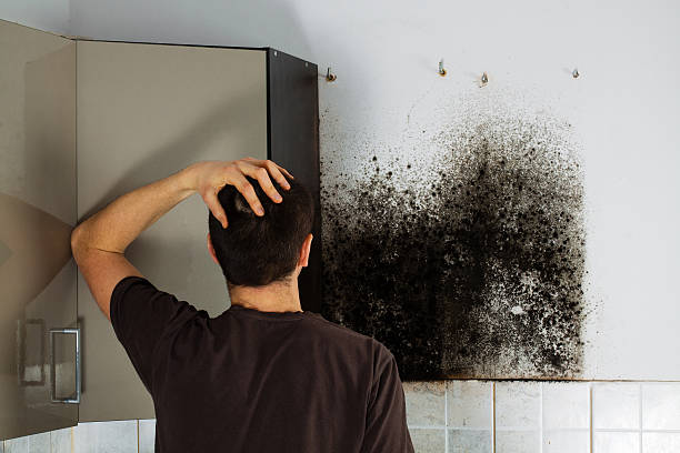 Best Mold Remediation  in Hays, KS