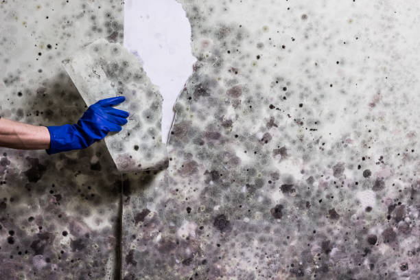 Best Residential Mold Removal  in Hays, KS