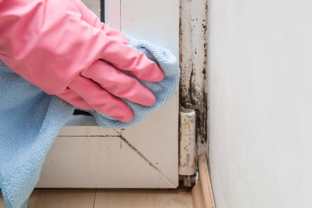 Best Mold Testing  in Hays, KS