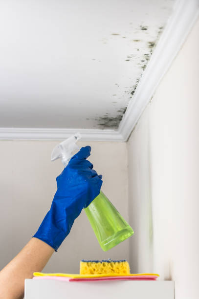 Best Home Mold Removal  in Hays, KS